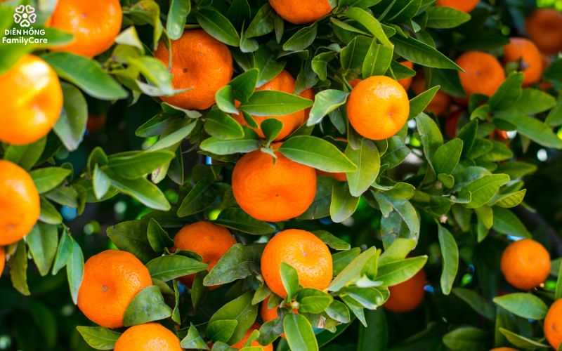 trai-cay-mua-he-cho-tre