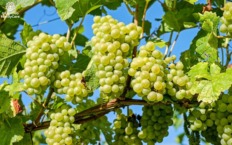 trai-cay-mua-he-cho-tre-7