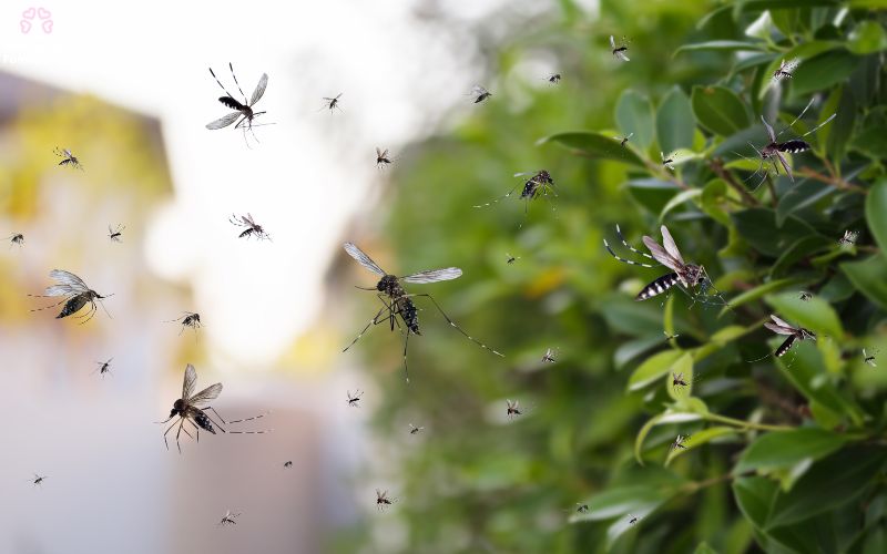 phong-sot-xuat-huyet-o-tre-6