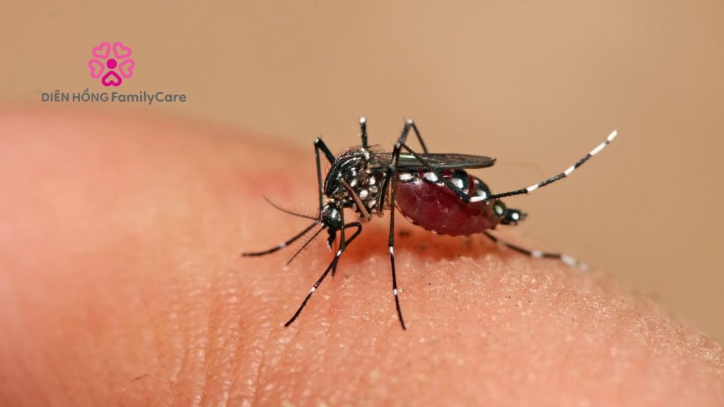 Bệnh sốt xuất huyết là gì